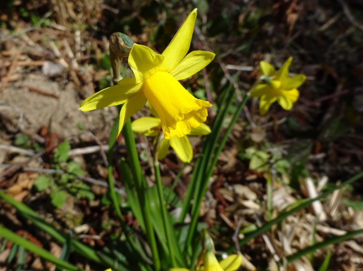 Narcissus minor (Amaryllidaceae)